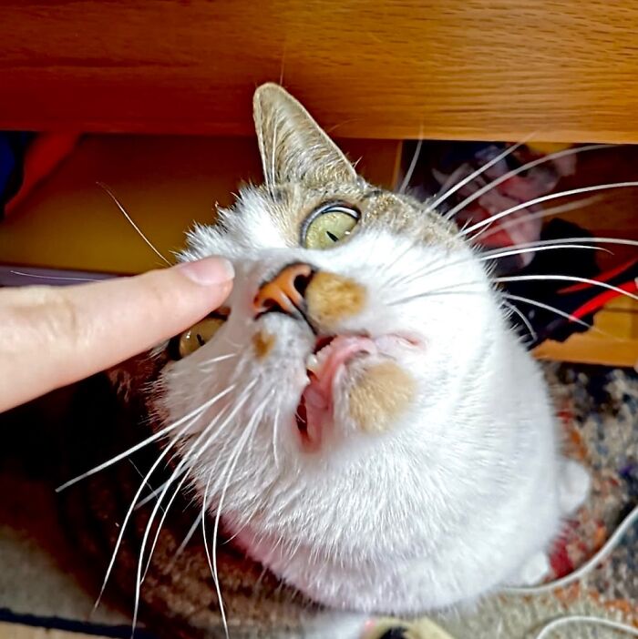 Yes Officer - I Am Following Your Finger!