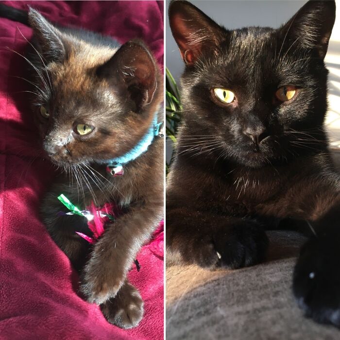 This Is Monkey. From A Sun Bleached, Sickly Stray To Feline Magnificence.