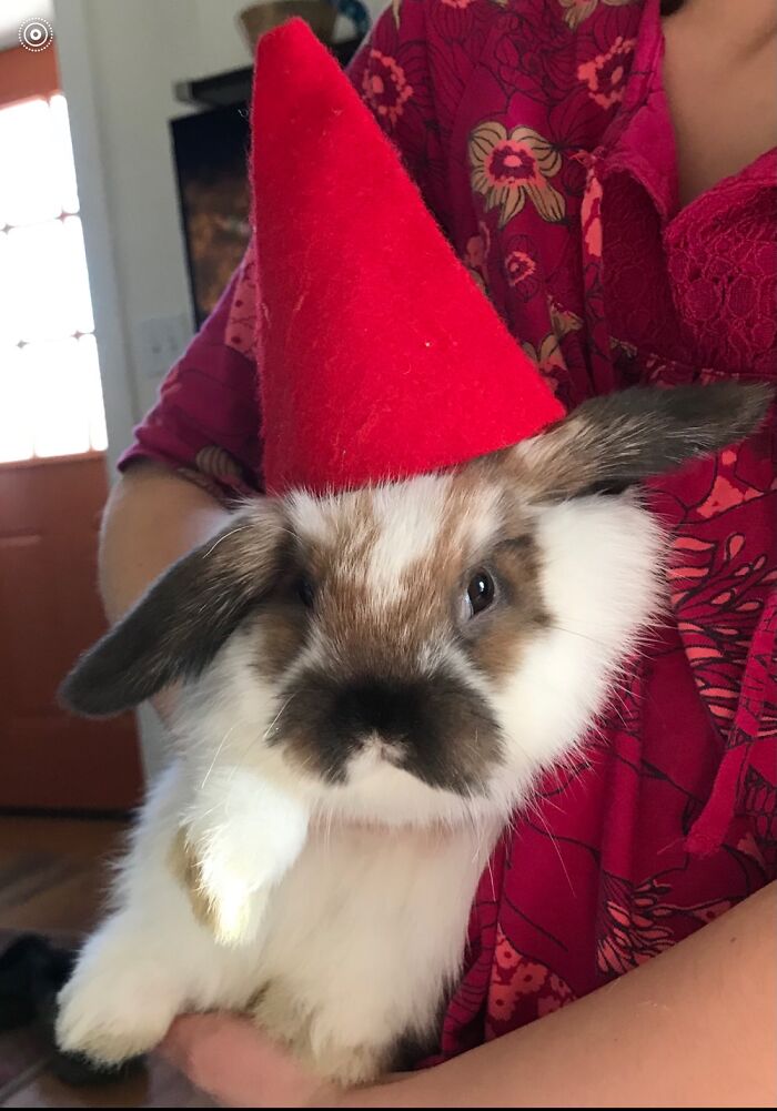 This Is Scribbles With A Hat.
