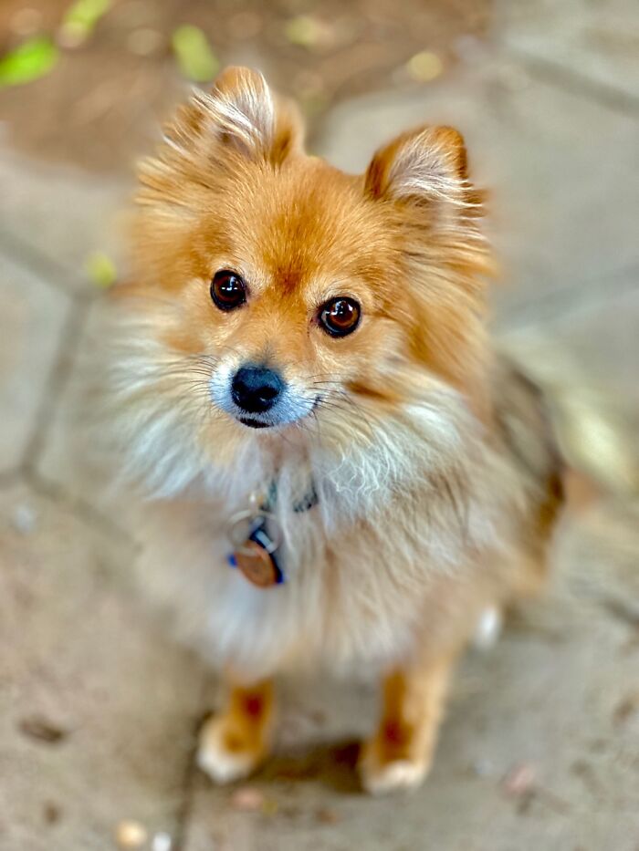 Our New Rescue Dog, Ricky.