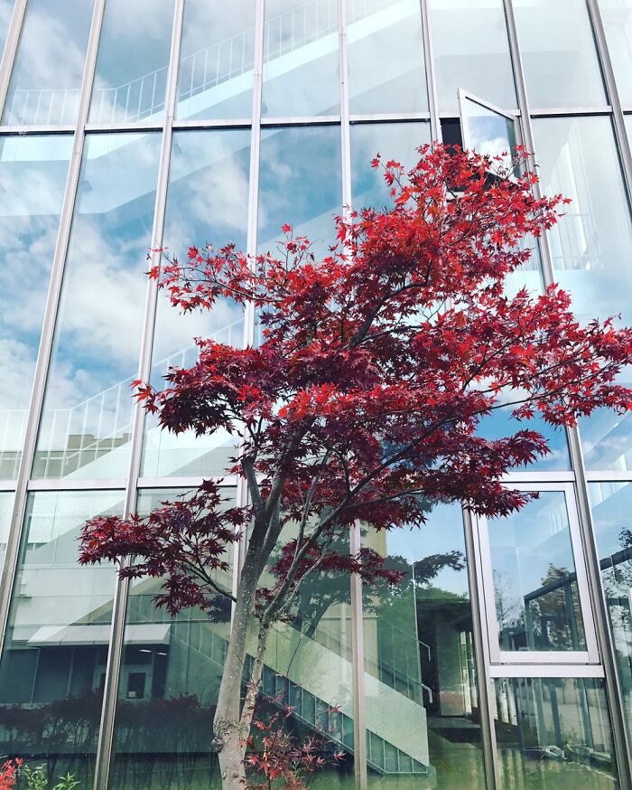 Momiji In Front Of The Lab Tech