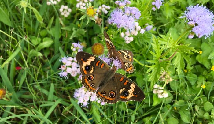 Two Male Buckeye Butterflies