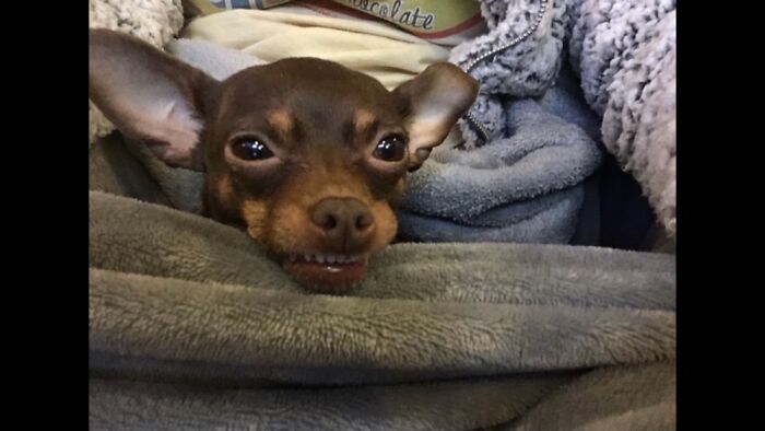 Say “Cheese” Daisy!