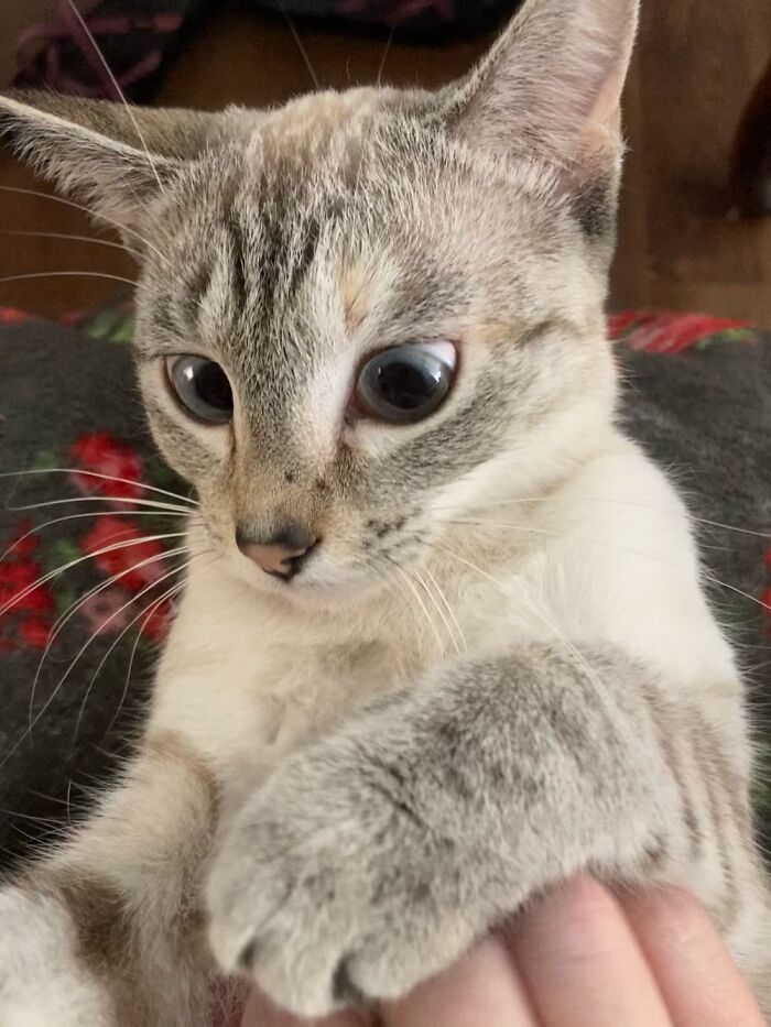 She Does Not Like The Belly Scratches