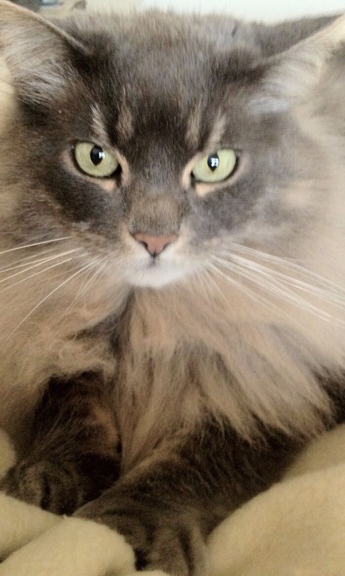 Our Beloved Catkins...like Halle Berry, She Can Never Take A Bad Picture!