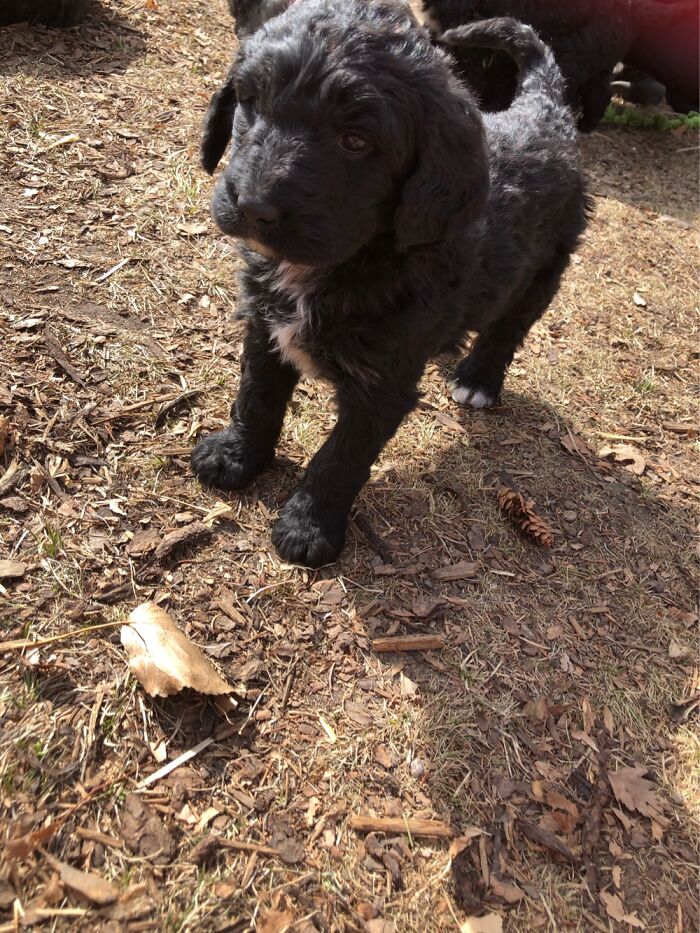 It’s Our New Puppy!