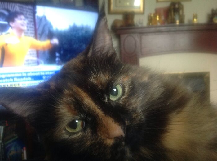 My Cat Lady Lacy Saying "Pay Attention To Me And Not The TV".