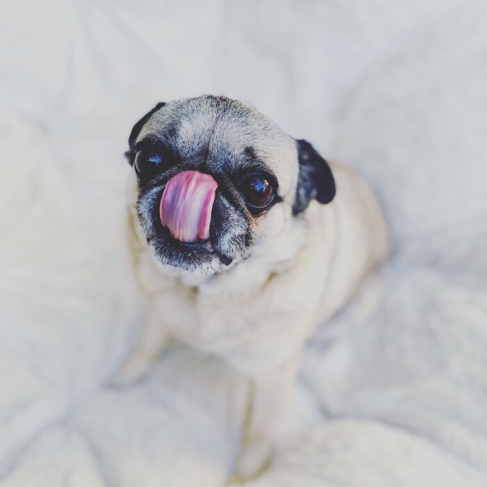 My Little Glynda The Good Pug