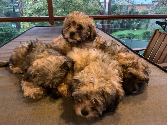 A Pile O’ Puppers - There’s One Or Two Underneath That You Can’t See
