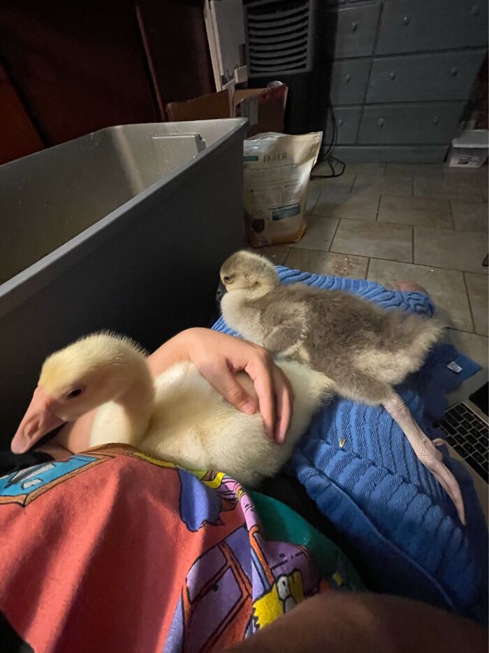 My Goslings Chilling After A Long Day Outside.