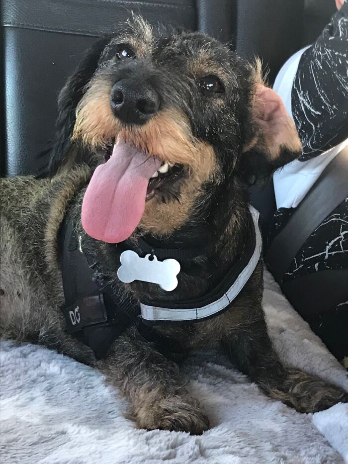 My Dog When She Feels Playfull