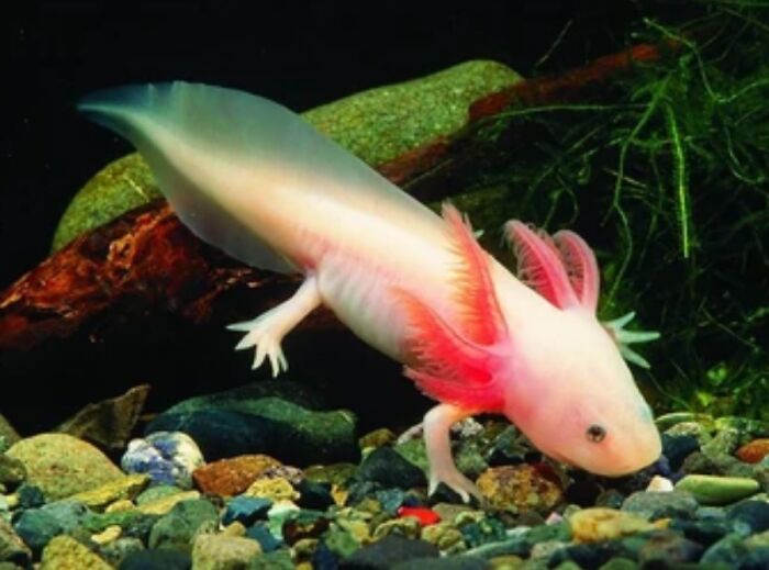 Axolotl :)