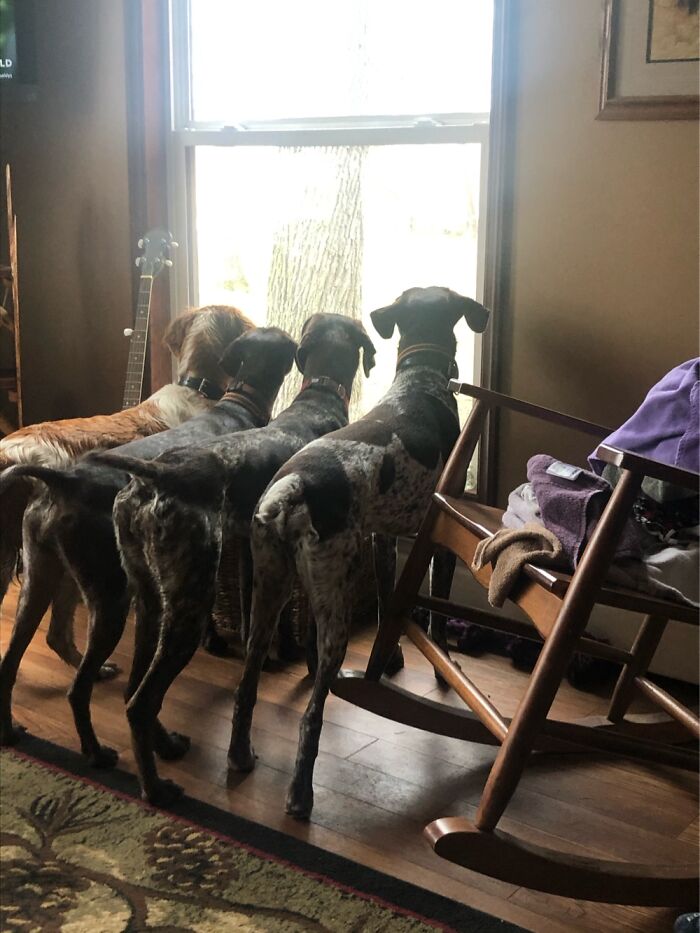 They See A Squirrel In A Tree.