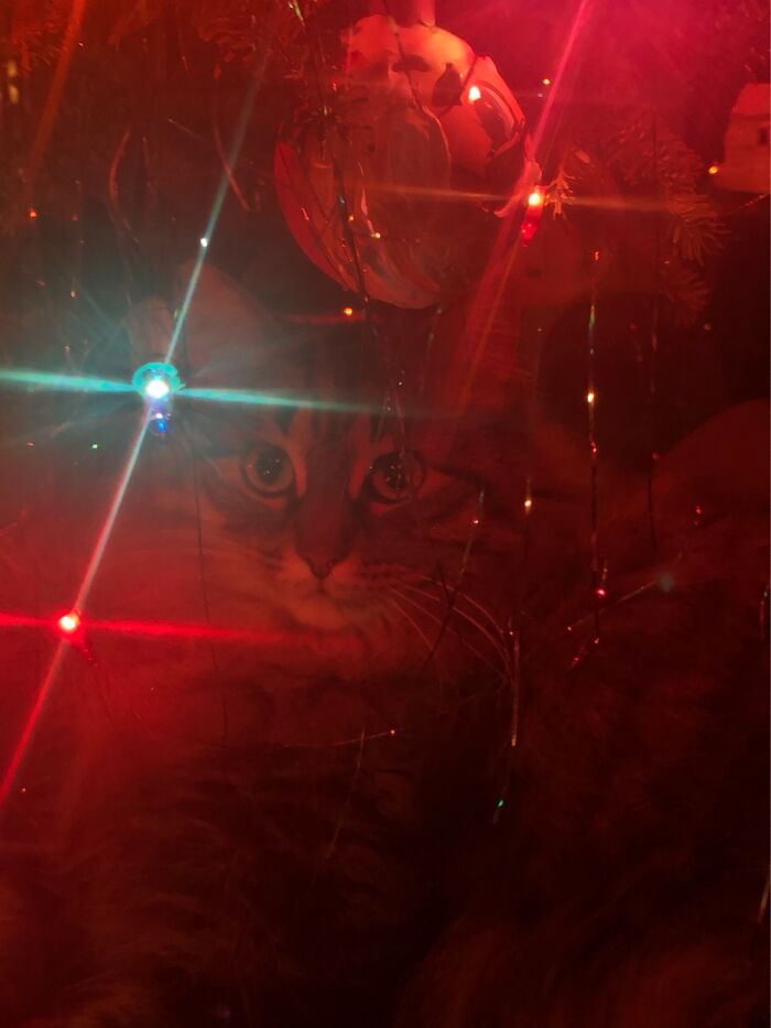 Alice Under The Tree.