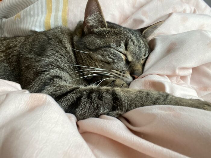 The Cat Who Wakes Up To Go Take A Nap For 10 Hours. My Spirit Animal.