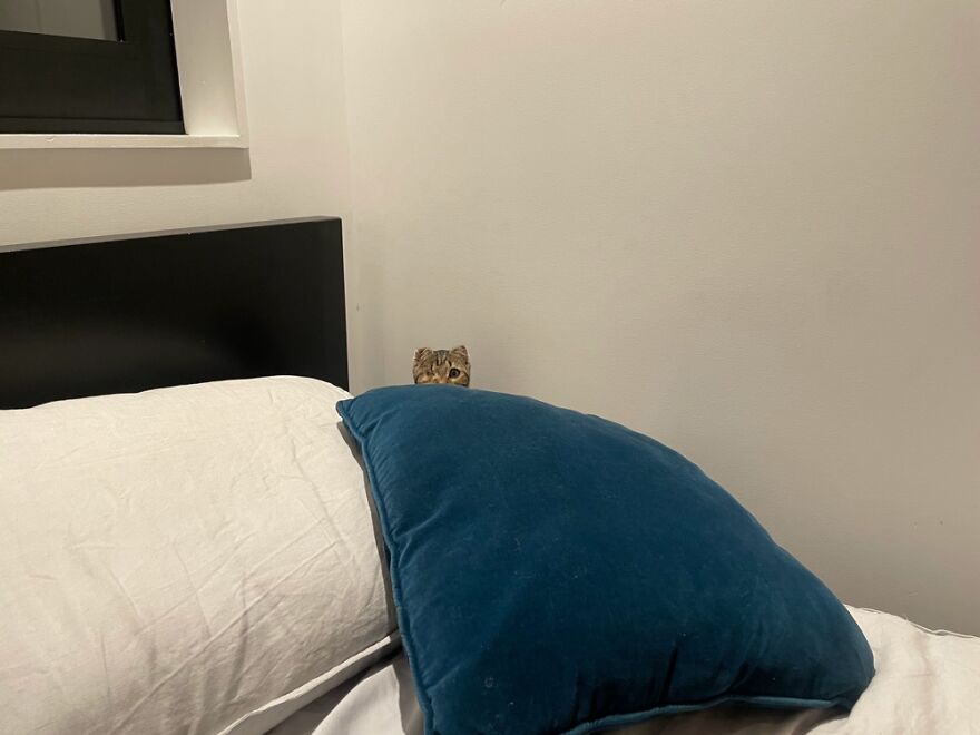 Fig Playing Peekaboo.