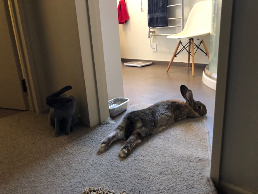 Biscuit, Playing Roadkill.