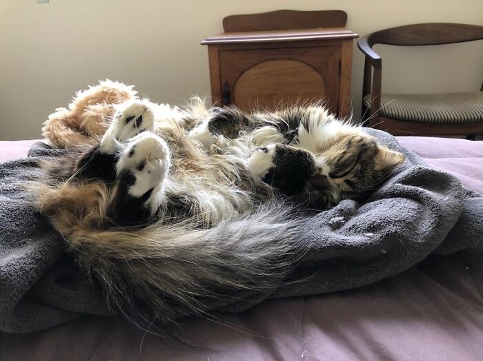 Sparrow Is Most Relaxed When Inverted