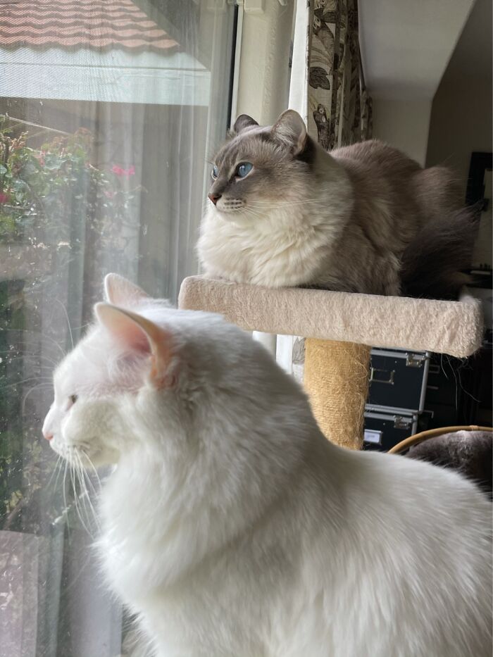 Watching The Birbs