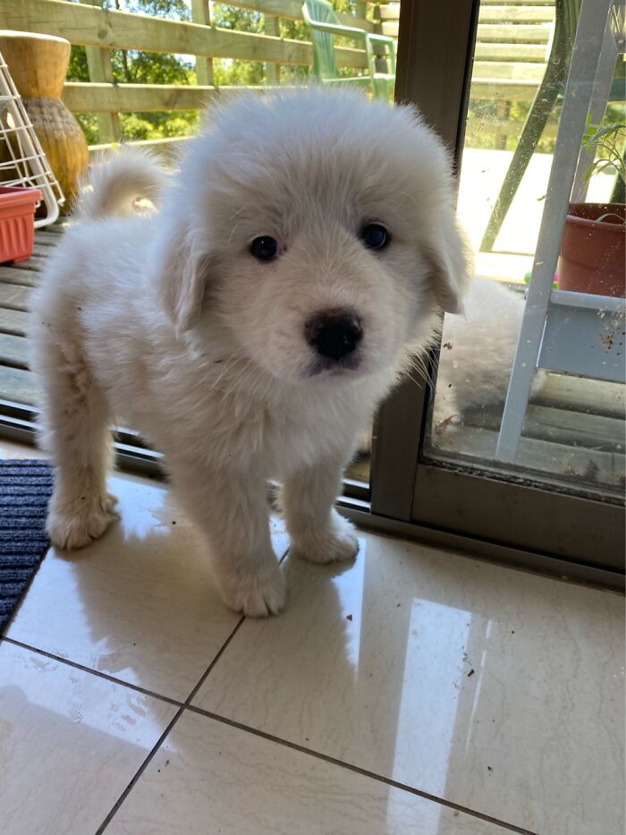 When Our Pyrenean Mountain Dog Was A 2 Months Old Puppy.