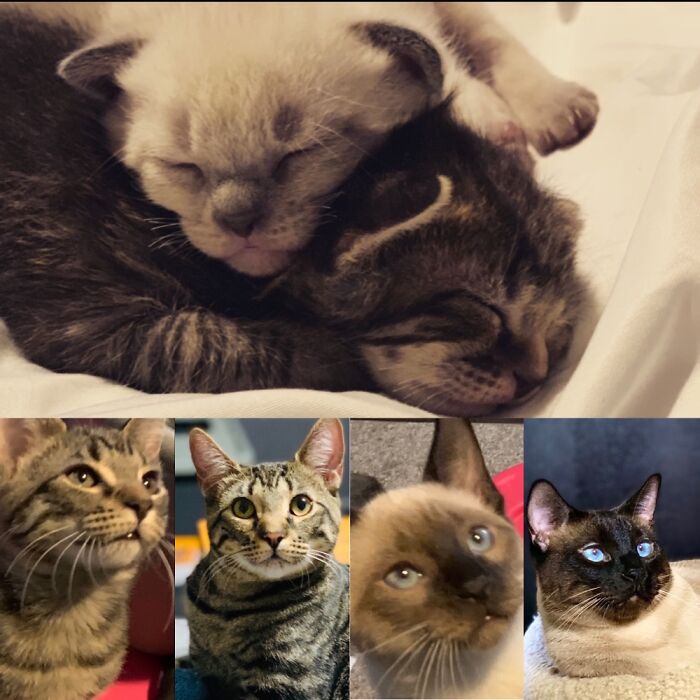 They Have Been With Me Since They Were Still In Their Moms Belly. All Three Are Now Spoiled