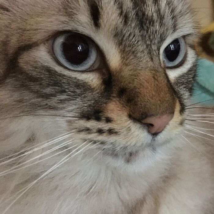 My Floof, Frosty. ♥️