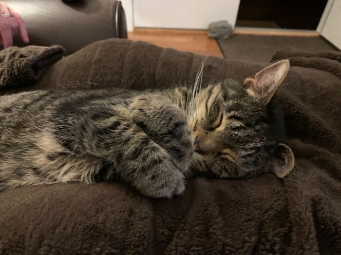 My Dad And Mum’s Cat, Miss Kitty.