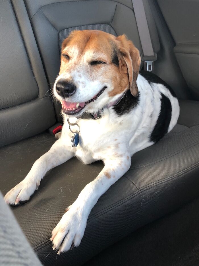 Bailey Loved Cat Rides And She Was Always So Happy. She Smiled All The Time.