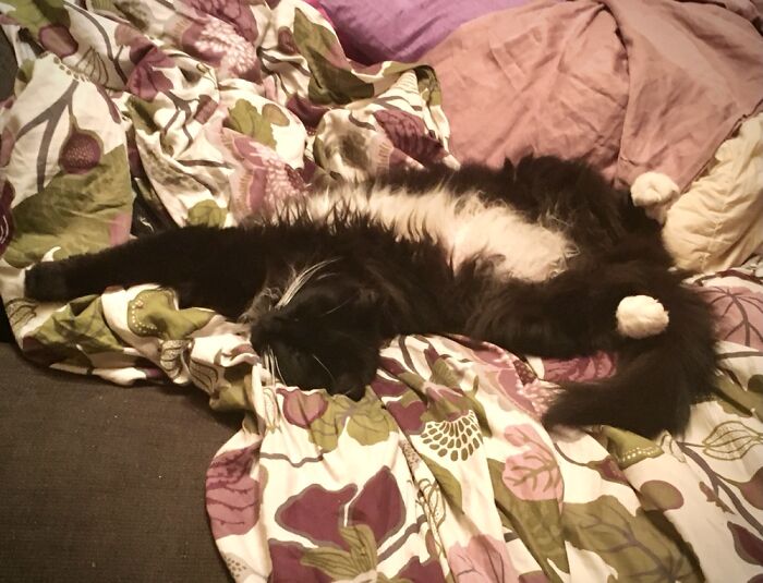 This Is Bettie. She Either Doesn’t Know How A Cat Should Sleep, Or She Knows It Exactly.