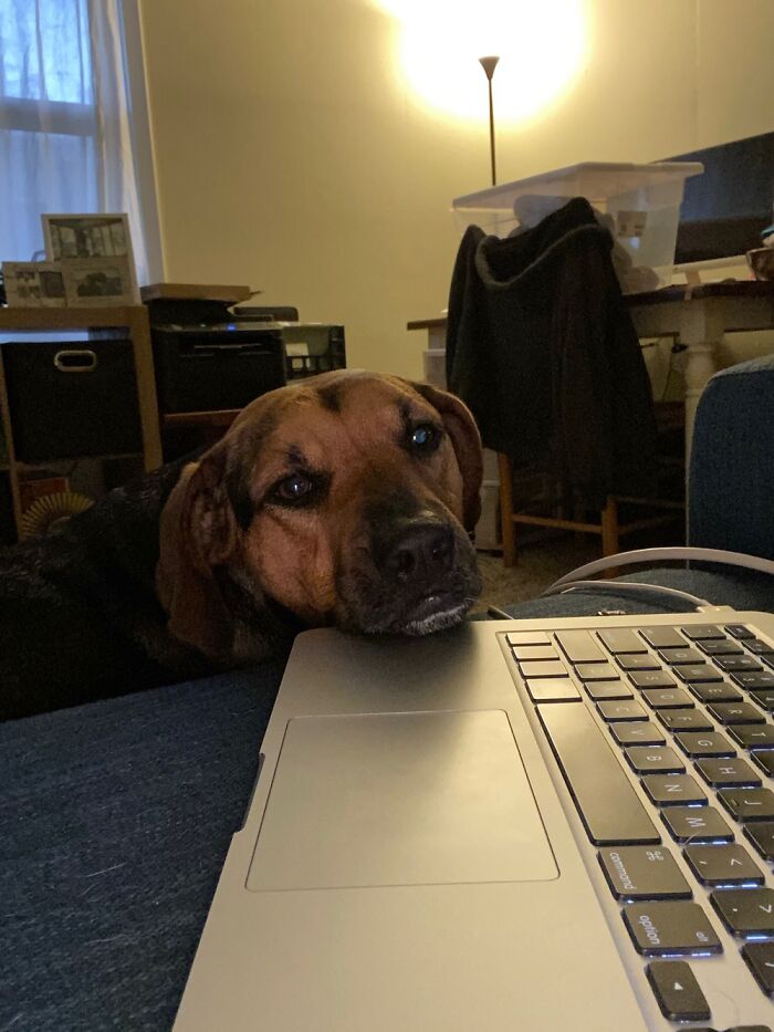 Luna - “Hey, Could I Interest You Into Giving Me Attention…?”