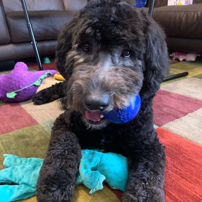 Ryver Is Just A Wee Bit Spoiled, But He’s So Cute With His Toys!