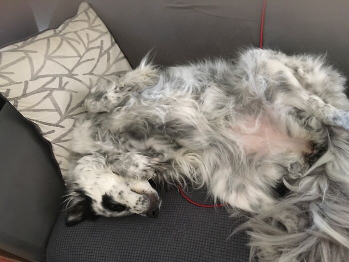 Lucy Needs A Belly Rub! She Is Such A Sweetheart