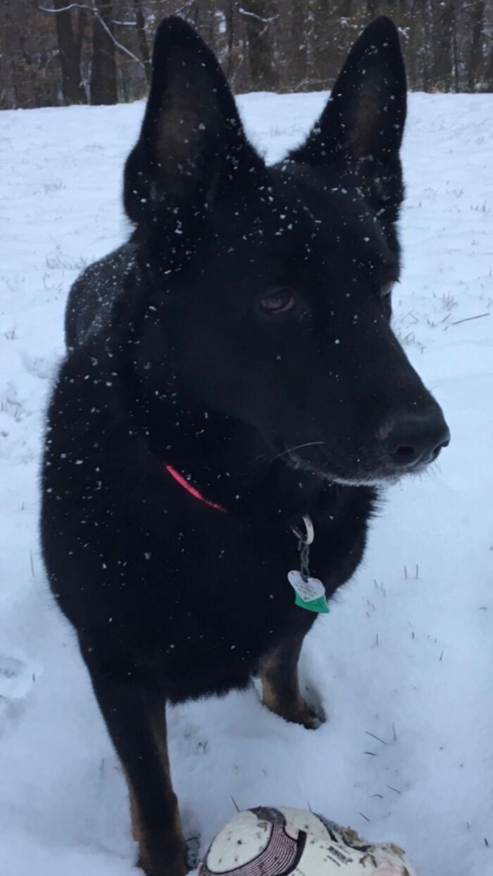 This Is My Baby Shadow, We Lost Her To Soon!!