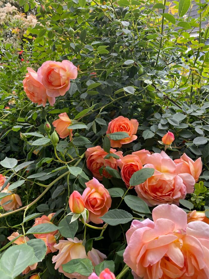 Lady If Shallot Rose