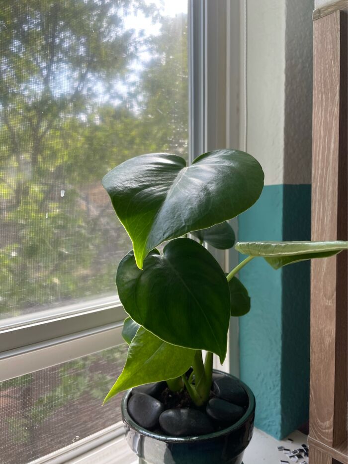 This Is My Plant, It’s Name Is Walter