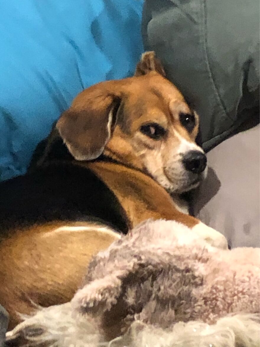 Anyone Else Have A Really Judgey Dog?