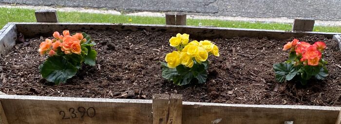 My New Begonias That Are Just Starting Out.