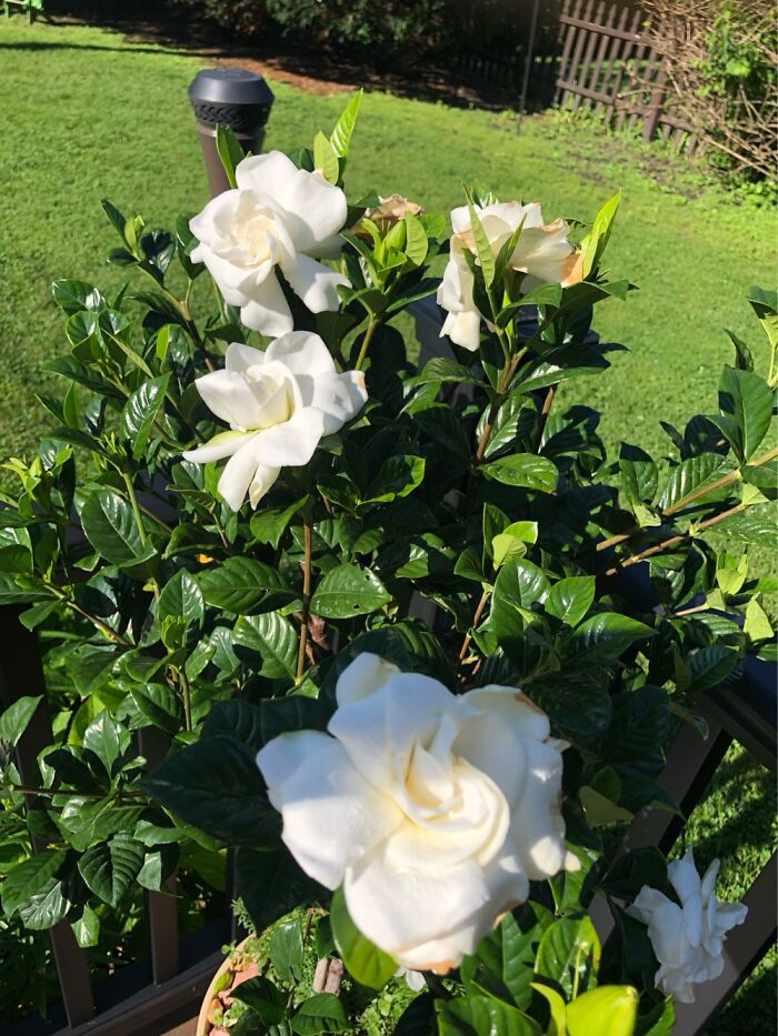 My Gardenia