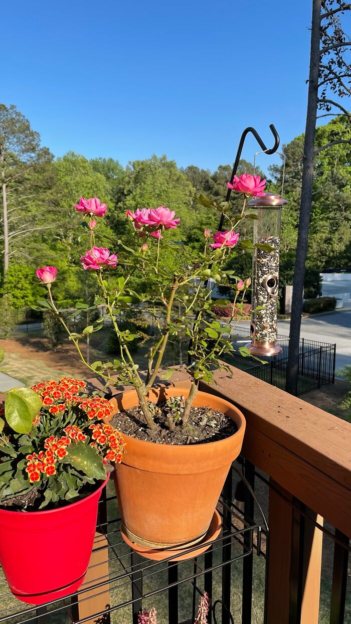 3 Year Bloom And A New Orange Friend To Give Company