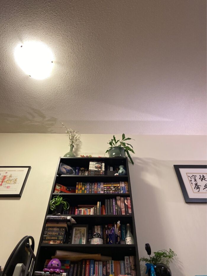 Lily The Peace Lily. She’s Hiding On Top Of The Book Case. Mean Cats Keep Trying To Nibble Her!