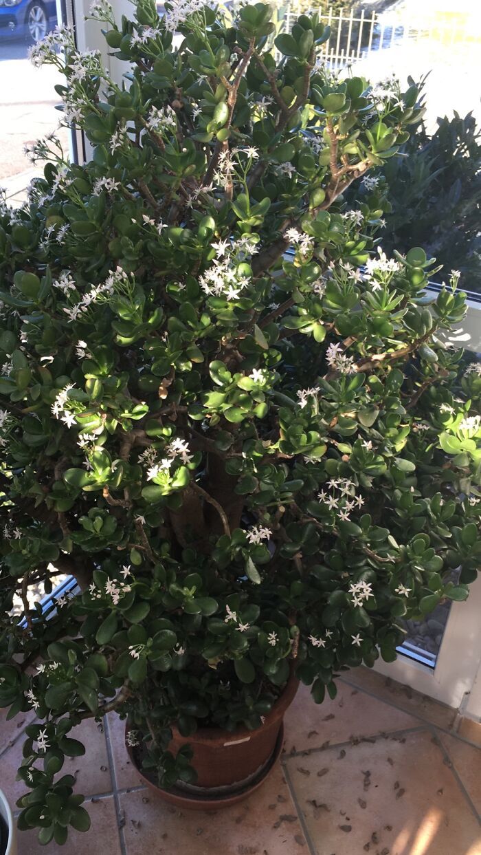 We Call It Moneytree (Geldbaum). It’s Said, That When It Blooms, You Won’t Get Out Of Money