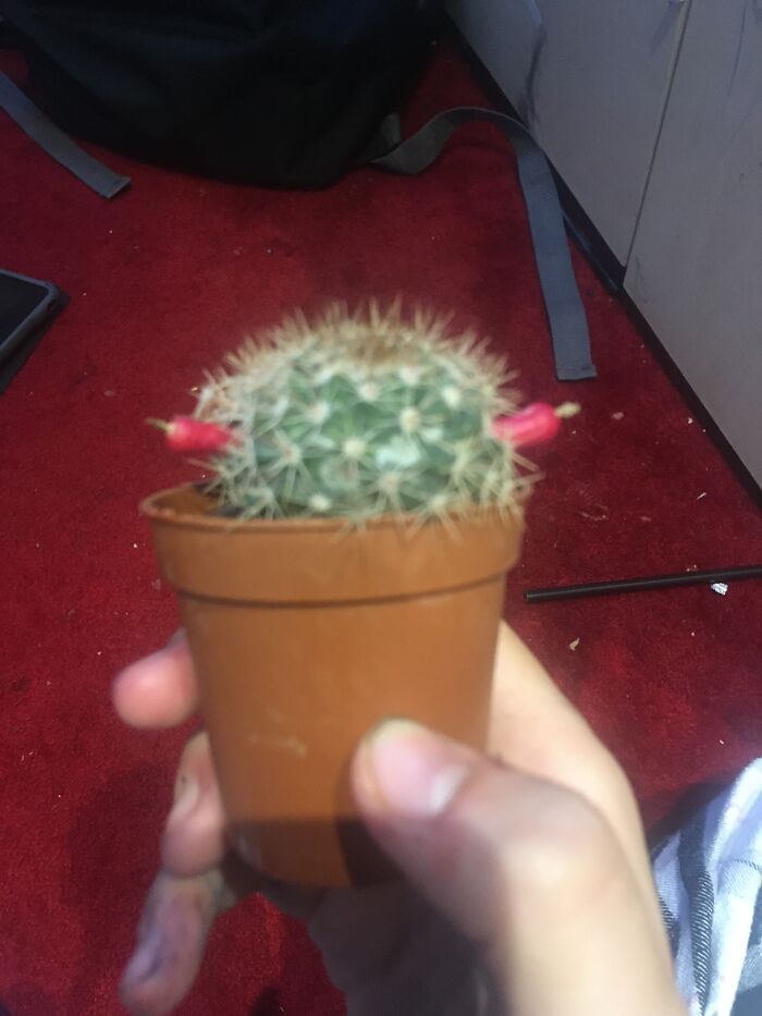 Meet Hannah/Anna! Also, Can Anyone Tell Me What The Pink Things Are?