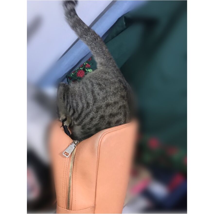 Obsessed With My Bag