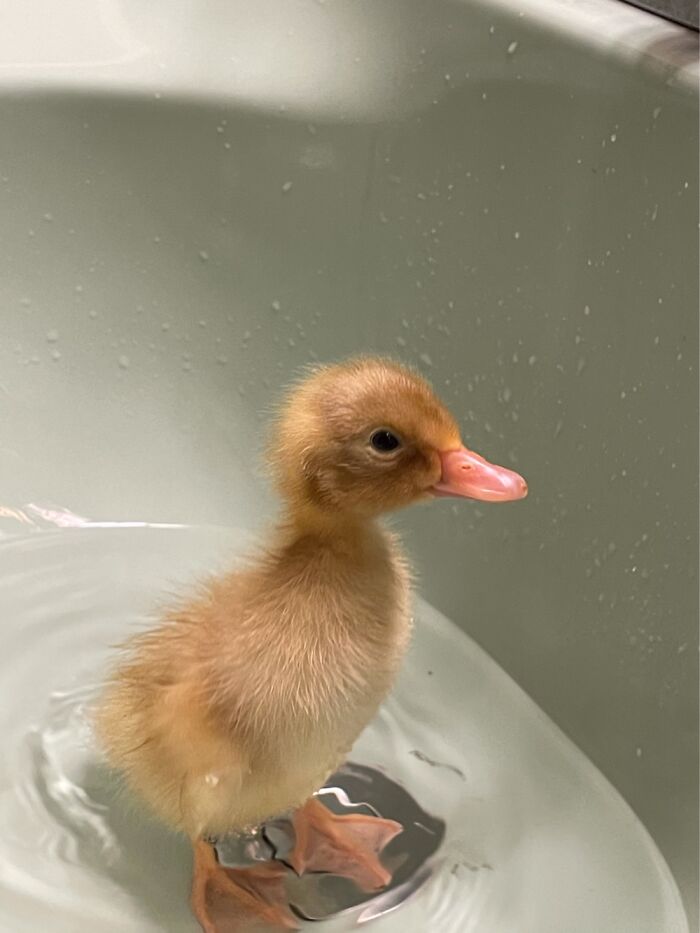 My Little Duckling That Hatched. Named Her Penguin.