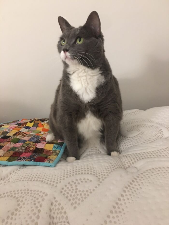 My 14 Year Old Baby Girl, Wolfie. She Sees My Camera And Either Runs Away Or Strikes A Pose!