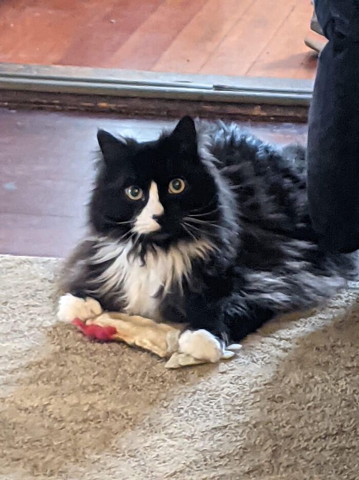 My Sister’s Big Boy Ragnar, Looking Like He Just Realized His Favorite Toy Isn’t Really Alive.