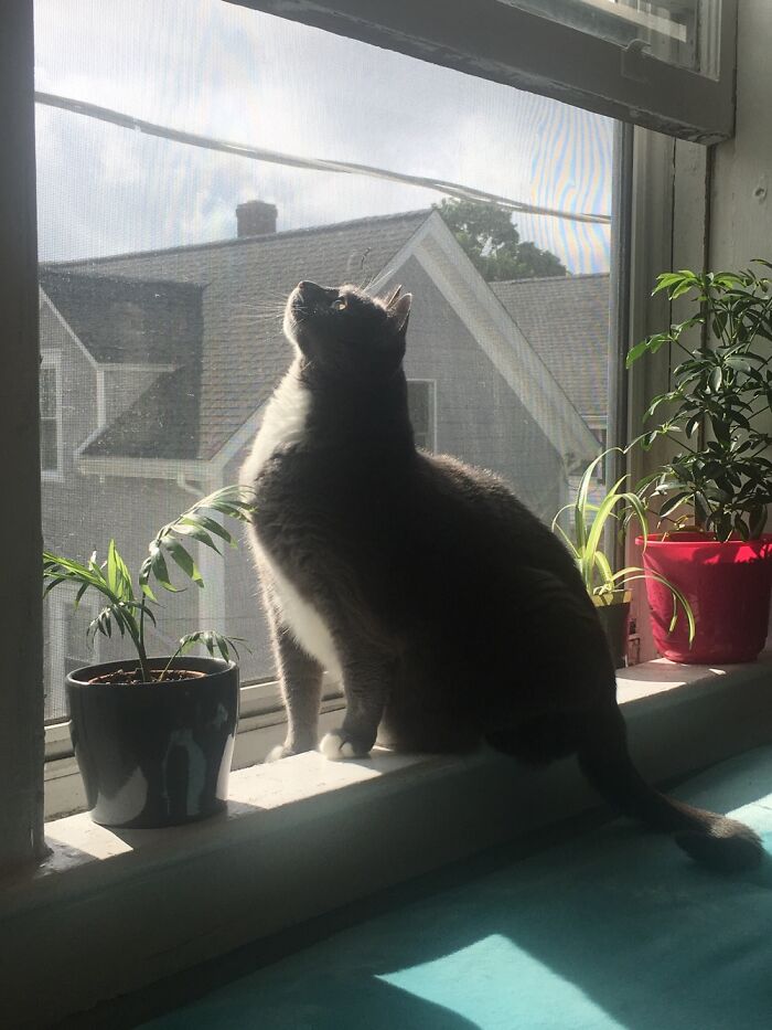 My Babygirl Wolfie Enjoying The Warm Spring Air. She Just Turned 14.