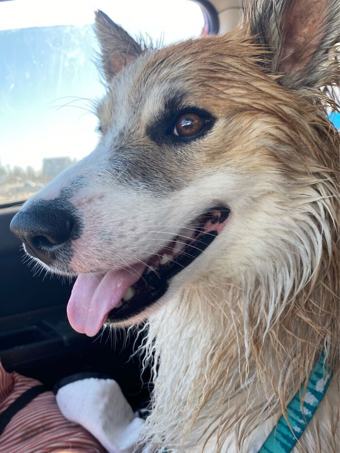 Returning Home After Splashing In Puddles