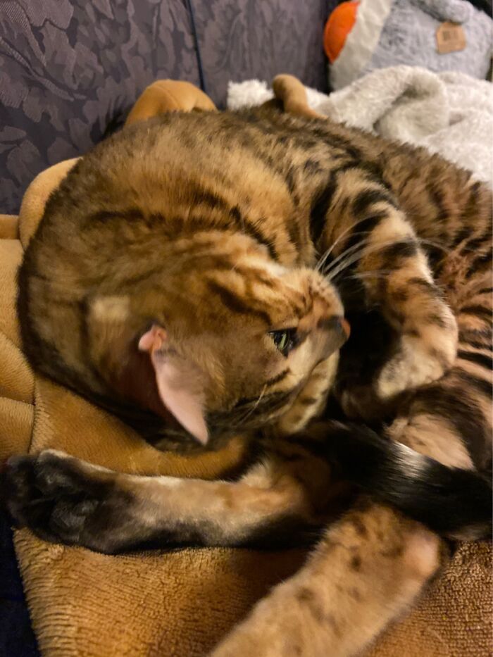 Curled Up And Ready To Get Pet