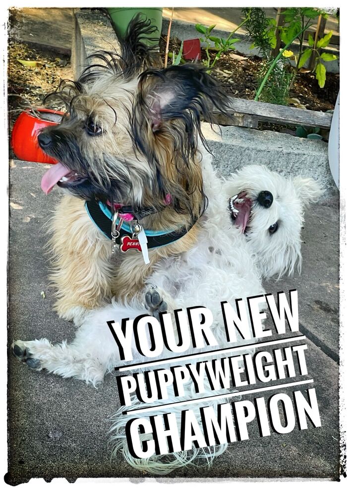 My Little Penny On Her First Puppy Play Date.